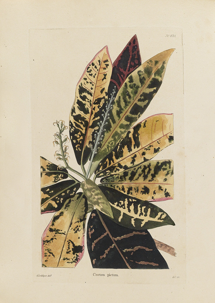 (BOTANICAL.) Loddiges, Conrad. The Botanical Cabinet.